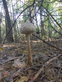 Эти тоже оказалось тоже съедобные. Но красивые же!