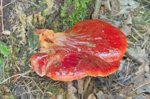 Вот такой раз нашел. Вторя фотка того гриба, не срезал, только сектор вырезал. Из среза как будто кровь текла. Спорами вверх рос. Стремно было даже в ведро его класть. Оказалось "бычий язык" редкий вкусный гриб.