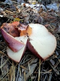 Вот такой раз нашел. Вторя фотка того гриба, не срезал, только сектор вырезал. Из среза как будто кровь текла. Спорами вверх рос. Стремно было даже в ведро его класть. Оказалось "бычий язык" редкий вкусный гриб.