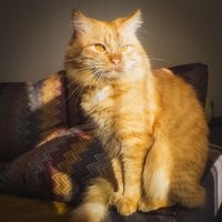 Рыжие коты - счастье в семье.