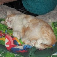 Рыжие коты - счастье в семье.