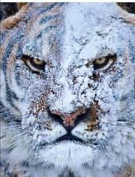 Тигр то , тигр сё ..один хрен холодно !