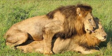 БМВ только для таких...