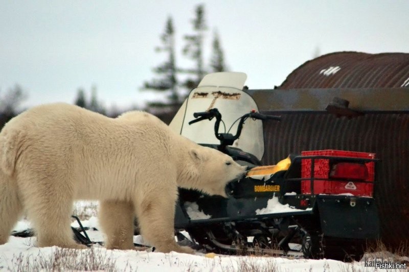 Самый крупный сухопутный хищник, символ Арктики, белый медведь
