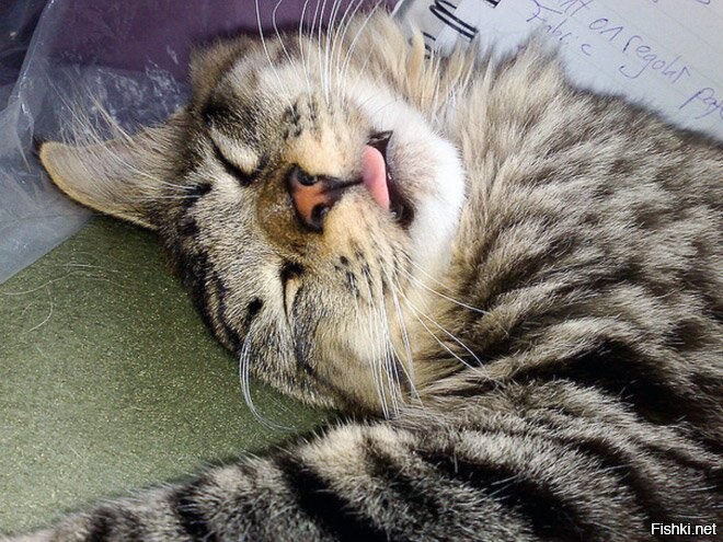 Спать с высунутым языком. Спящий кот с высунутым языком. Спящий кот с языком.