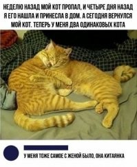 Девушка поймала свою выбежавшую на улицу кошку, но был один нюанс