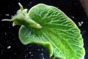 Ну выделять в отдельное царство я бы не стал. Есть примеры, когда животные в результате параллельного переноса генов имеют в своём организме хролофилл