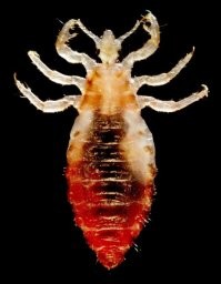 Женщина украла телефон у 10-летнего мальчика