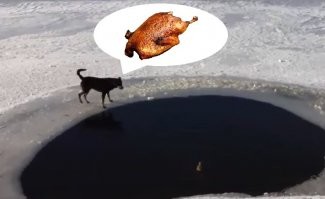 Ай вкусняшка обломилась!