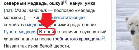 Самый крупный сухопутный хищник, символ Арктики, белый медведь