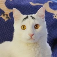 Природа постаралась: редкие фото вещей и животных необычных цветов