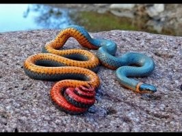 Природа постаралась: редкие фото вещей и животных необычных цветов