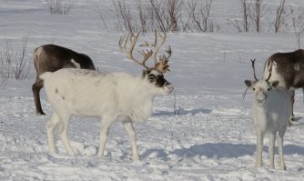 Природа постаралась: редкие фото вещей и животных необычных цветов