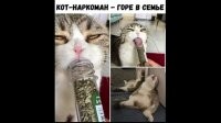 "Ни о чем не жалею": реакция кота на кошачью мяту