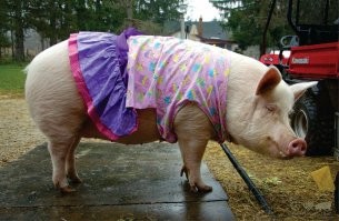 Пародия на австралийского комика Селесту Барбер