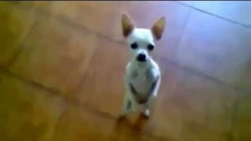 Как научить собаку выключать свет?