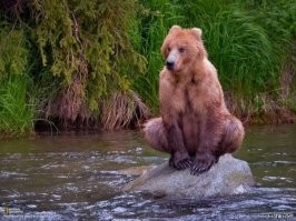 Обычная русская лягушка