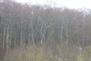 Куршская коса в Калининграде: