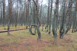 Куршская коса в Калининграде: