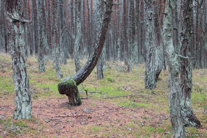 Куршская коса в Калининграде: