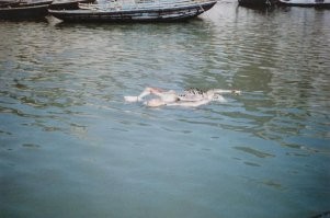 Зато после смерти многие плавают.)