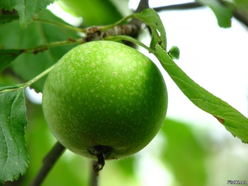 Цвет вкуса: почему созревшие плоды практически не бывают зелеными и меняют свой вкус?