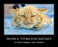 Образ кота в демотиваторах