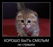 Образ кота в демотиваторах