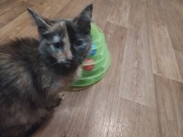 Кошки с окрасом на полморды не так уж и редки среди потомства трехцветок. У меня их две, она яркая, вторая нет (родство дальнее).