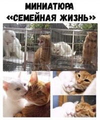 Образ кота в демотиваторах