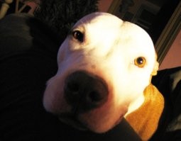 Смешные собаки