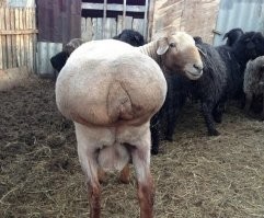 Большая красивая круглая попа - это хорошо.