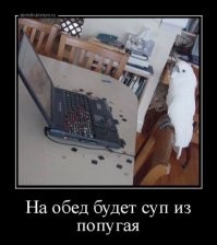 Образ кота в демотиваторах