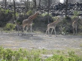Фон зацените. Сафари, блин