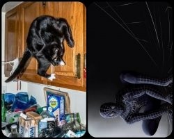 Образ кота в демотиваторах