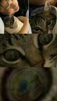 Образ кота в демотиваторах