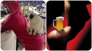 Образ кота в демотиваторах