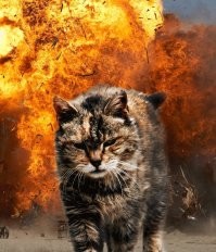 Образ кота в демотиваторах