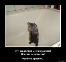 Образ кота в демотиваторах