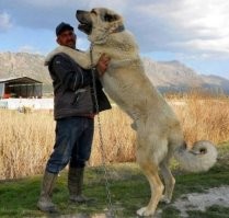 Позитивный курьер фотографируется с каждой собакой, которую встречает