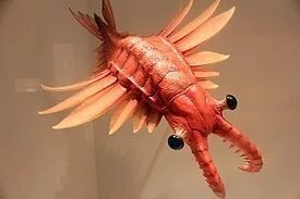 Радиодонты - это отряд. Т.е. тип - членистоногие, класс - динокариды, отряд - радиодонты, семейство - с десяток примерно. Самое известное- аномалокаридиты,  к которому принадлежит самый известный, потому что первый, кого собрали из кусочков- аномалокарис.
    Сначала думали, что это окаменелости трёх разных животных, но потом нашёлся фантазёр, который покрутил- покрутил, и собрал красавца, и сказал - прикольно получилось, да? Вот так пусть и будет. И назовём мы его - аномальная креветками, аномалокарис.