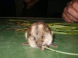 Потешные зверушки.