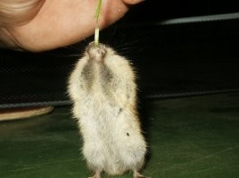 Потешные зверушки.