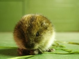 Потешные зверушки.