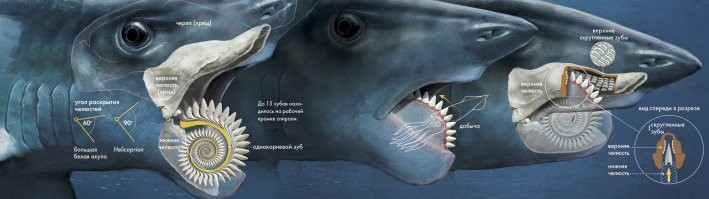 После древней акулы с вот такой челюстью, вид других древних животных меня уже не удивляет :)