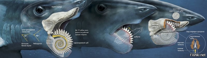 После древней акулы с вот такой челюстью, вид других древних животных меня уже не удивляет :)