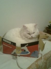 Он думает,что он лучше утюга)))