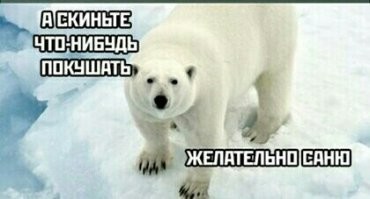 Вот именно такие собаки и дали возможность людям стать современным видом