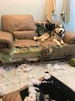 Собака - скоро.опи.здю.ляка