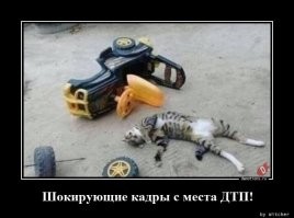 20 хулиганистых морд, с которыми покой вам только снится 